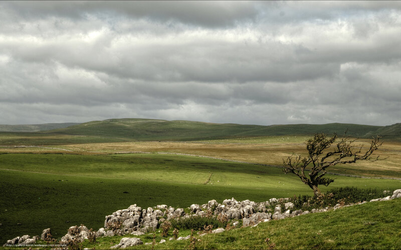 Lonely Tree in Field — Green, Dramatic