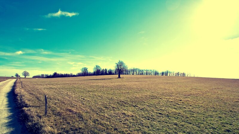 Lonely Tree in Field — Green, Serene