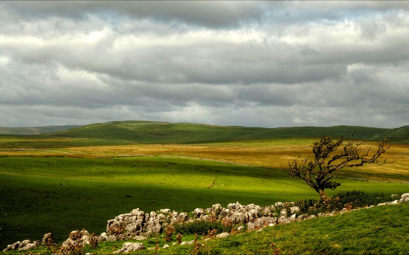 Lonely Tree in Field — Green