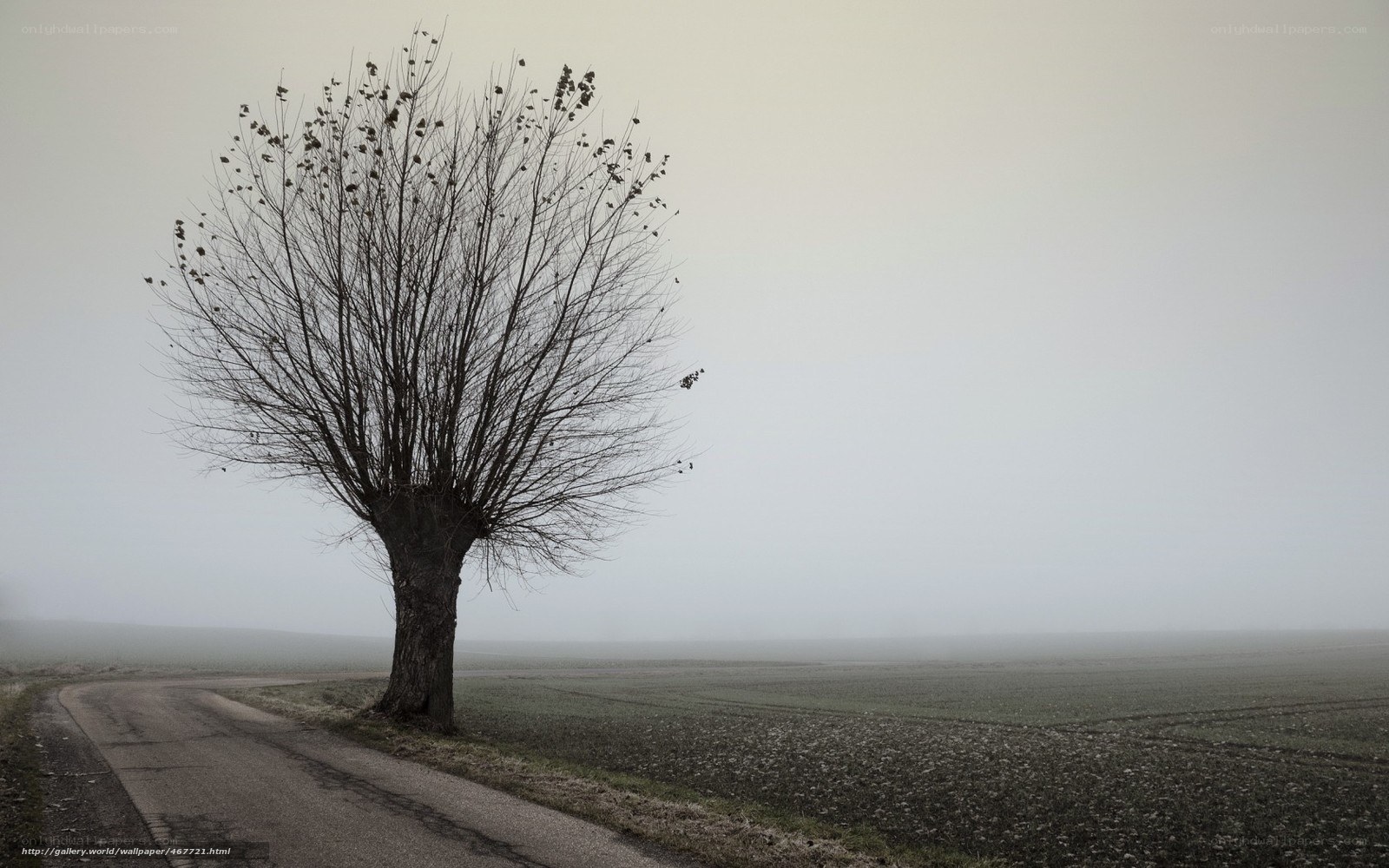 lonely tree in fog