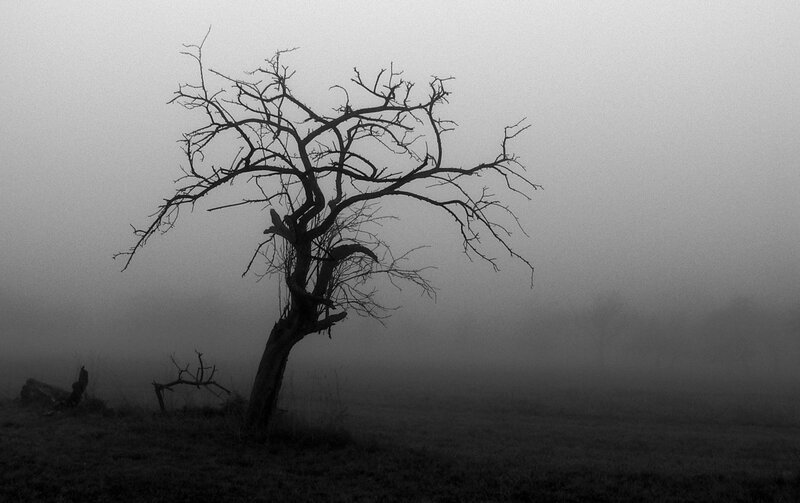 lonely tree in fog