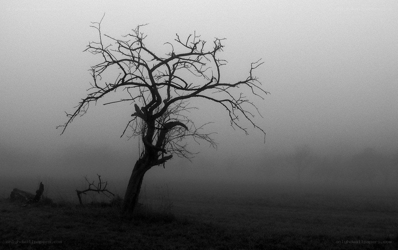 lonely tree in fog