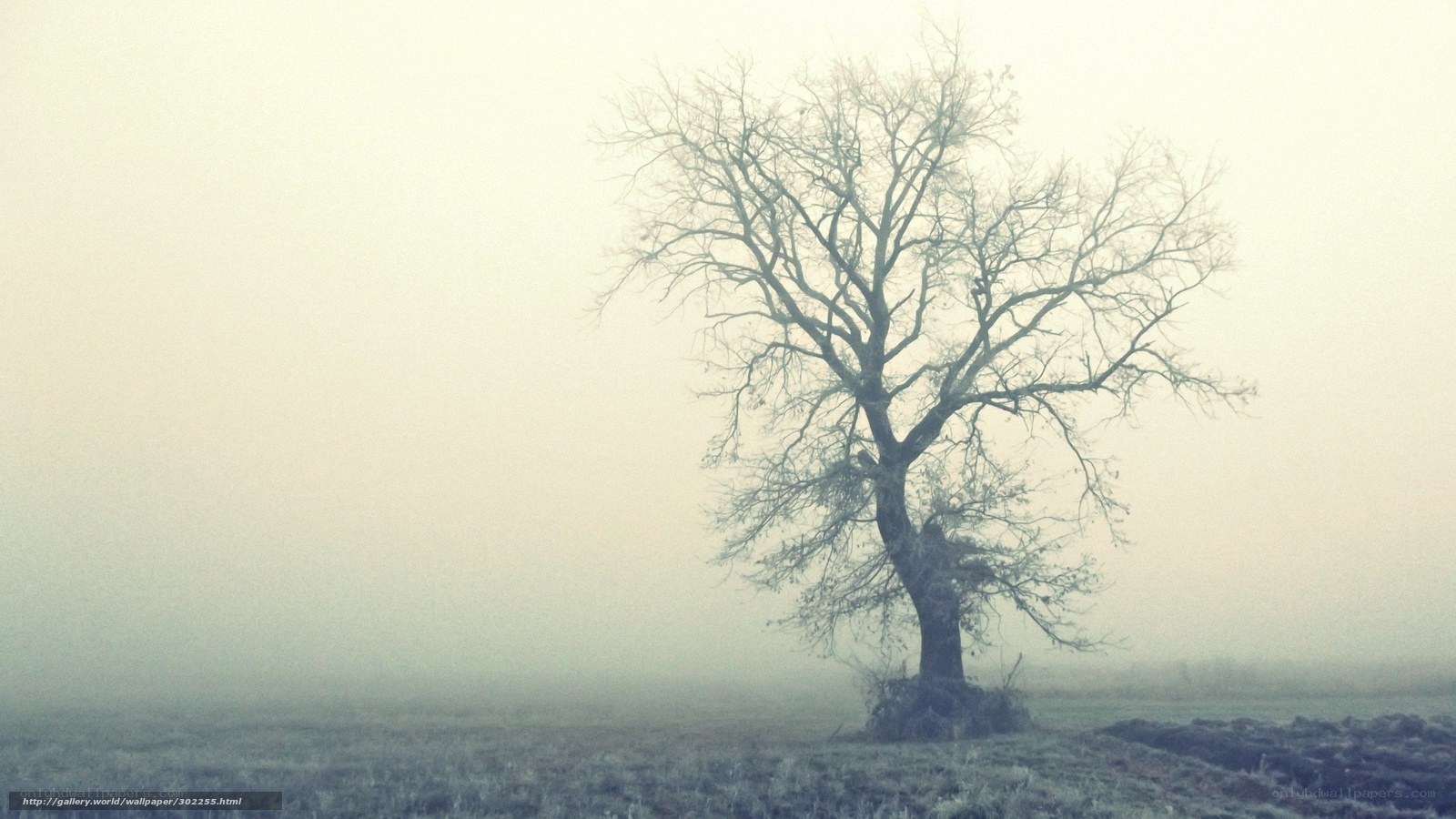 lonely tree in fog