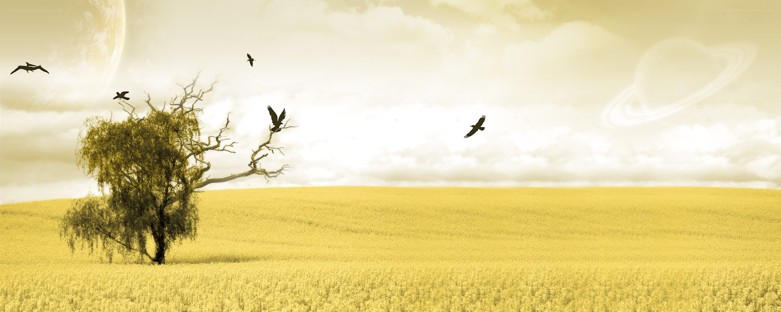 lonely tree in golden field