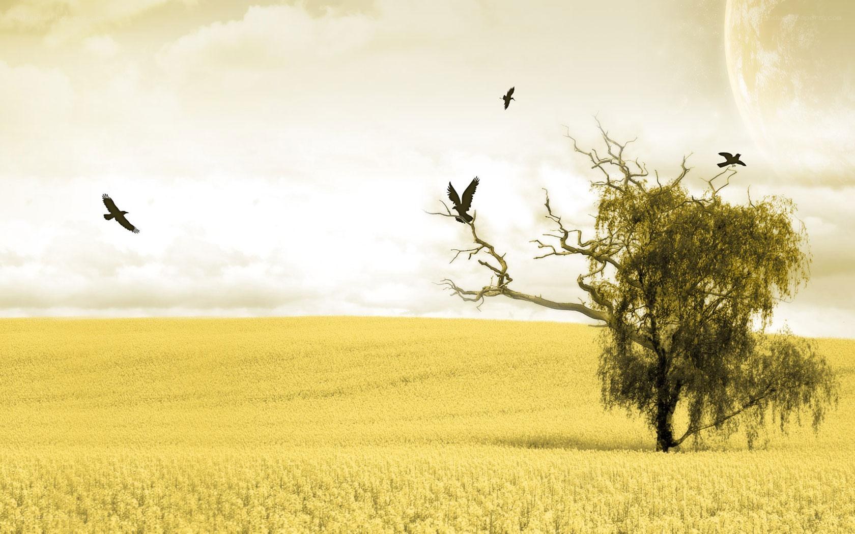 lonely tree in golden field