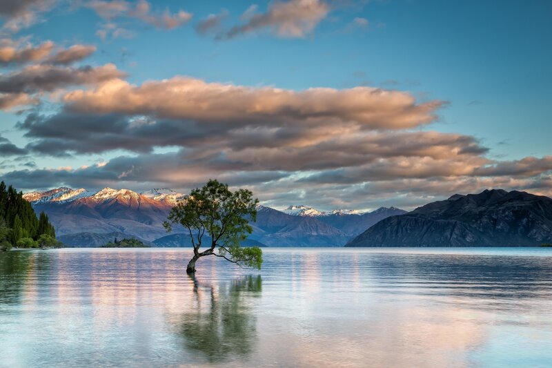 lonely tree in lake