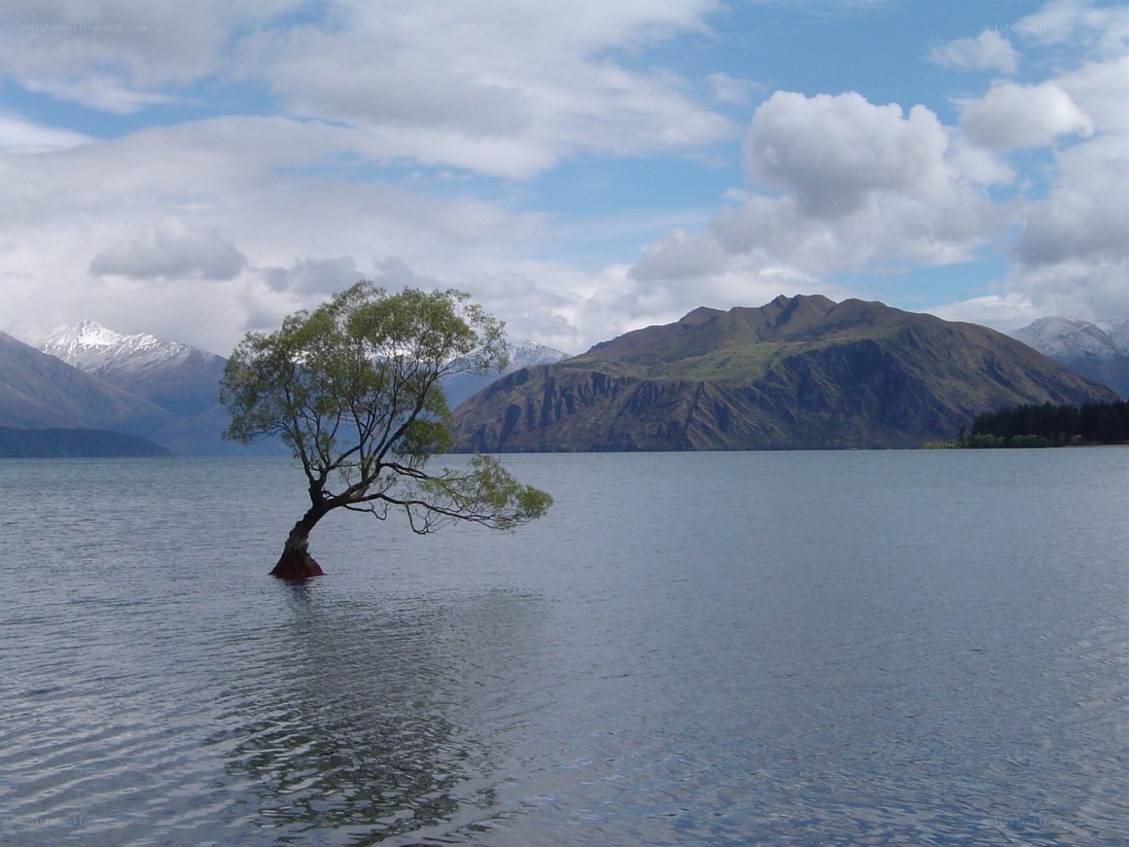 lonely tree in lake
