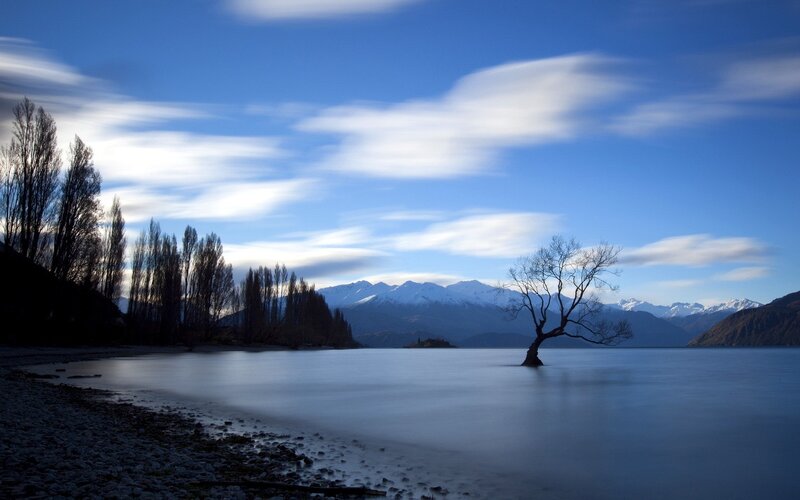lonely tree in lake
