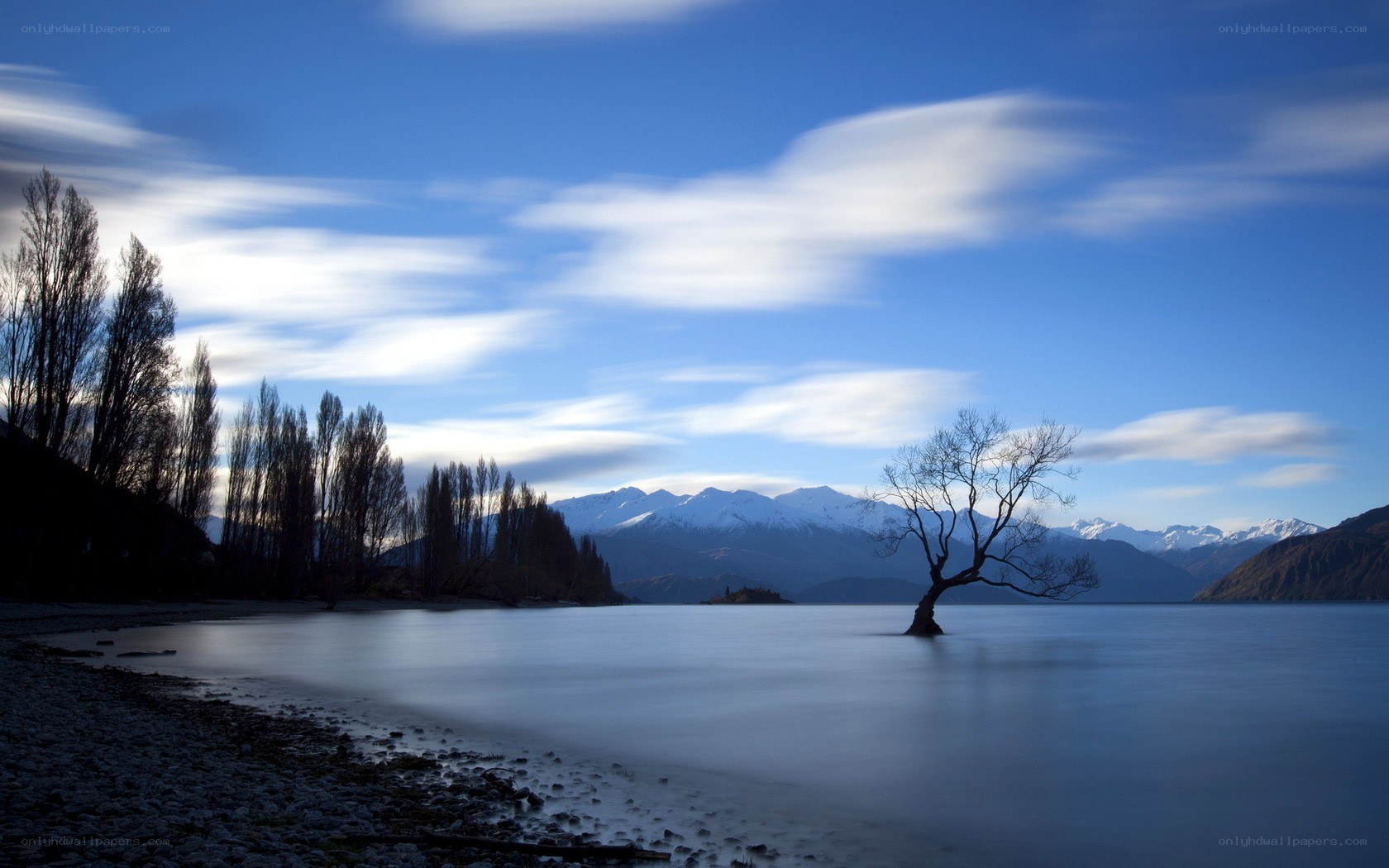 lonely tree in lake