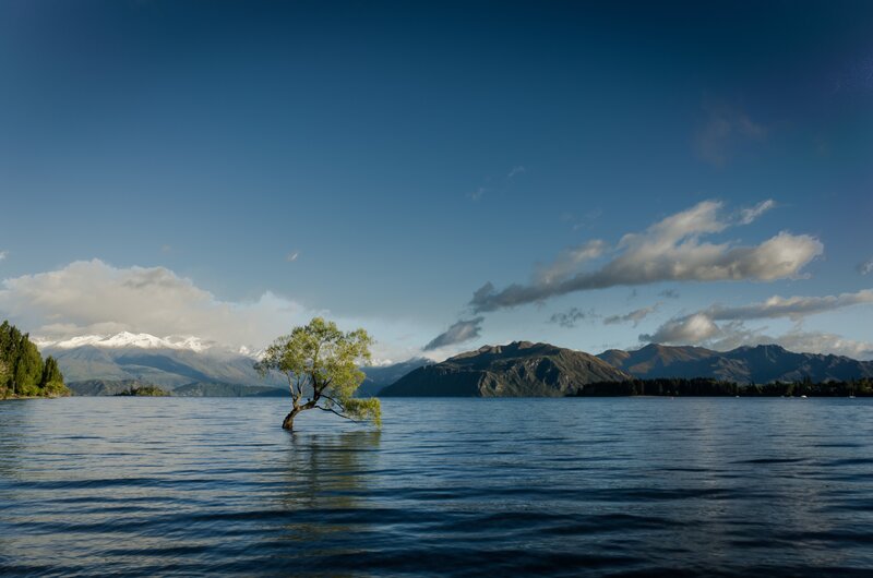Lonely Tree in Lake — Blue, Serene, Afternoon