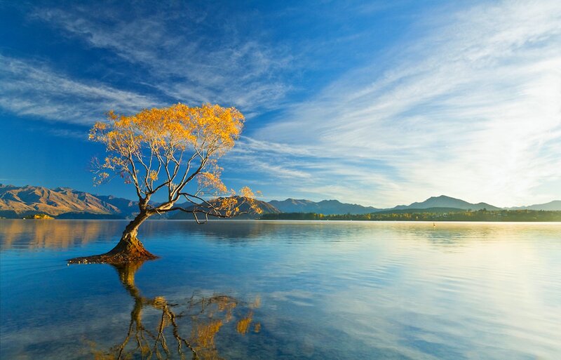 Lonely Tree in Lake — Blue, Serene, Autumn