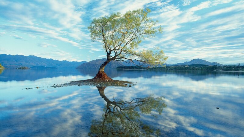 Lonely Tree in Lake — Blue, Serene, Morning, Photograph, Mountains, Sky