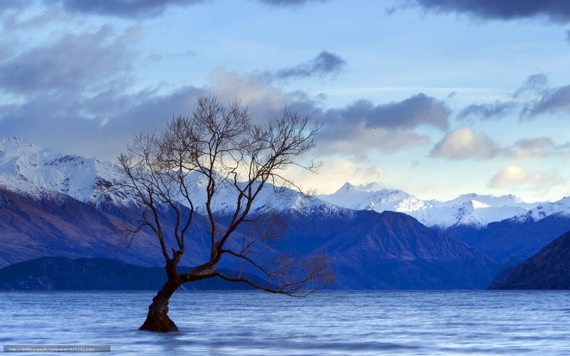Lonely Tree in Lake — Blue, Serene, Morning, Photograph, Mountains, Snow