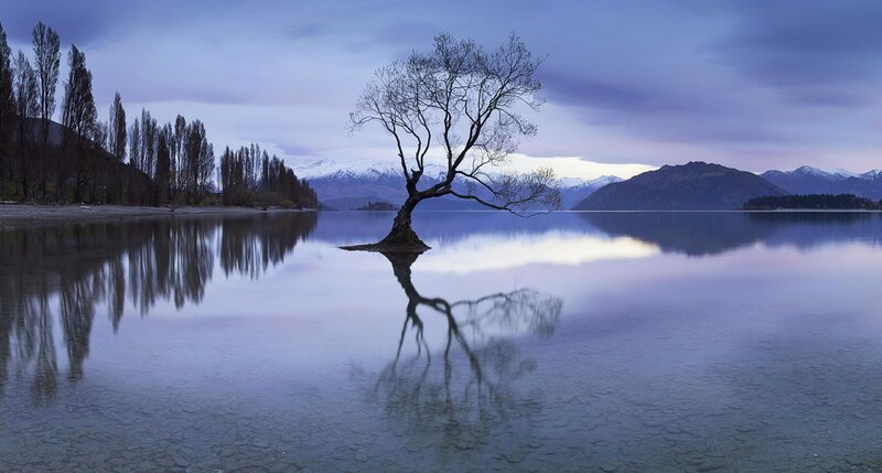 Lonely Tree in Lake — Blue, Serene, Morning, Photograph