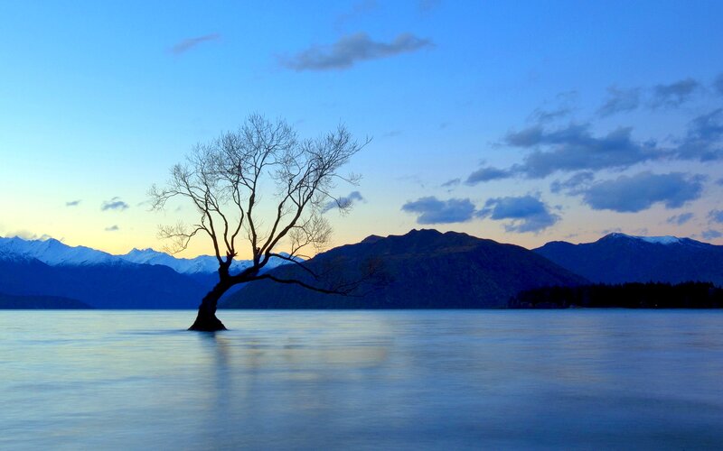 Lonely Tree in Lake — Blue, Serene