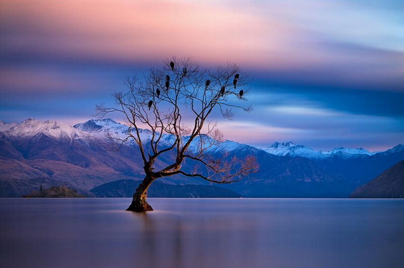 Lonely Tree in Lake — Blue