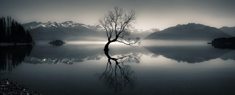 Lonely Tree in Lake — Gray