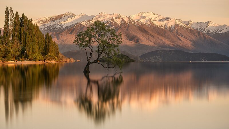 Lonely Tree in Lake — Green, Serene