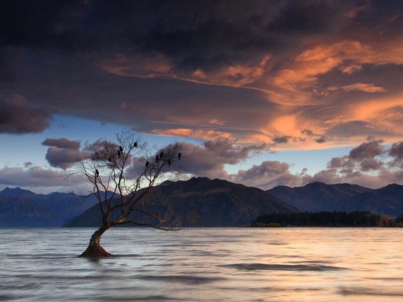 Lonely Tree in Lake — Orange, Dramatic, Sunset, Photograph, Birds