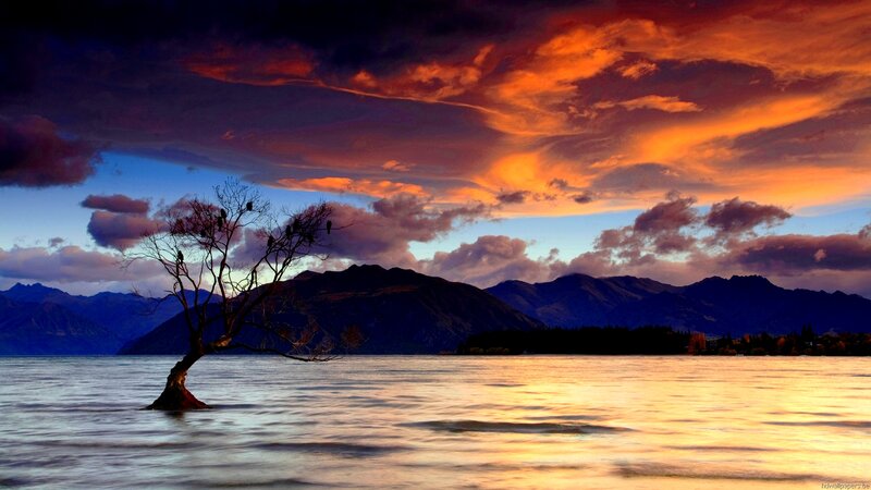 Lonely Tree in Lake — Orange, Dramatic, Sunset