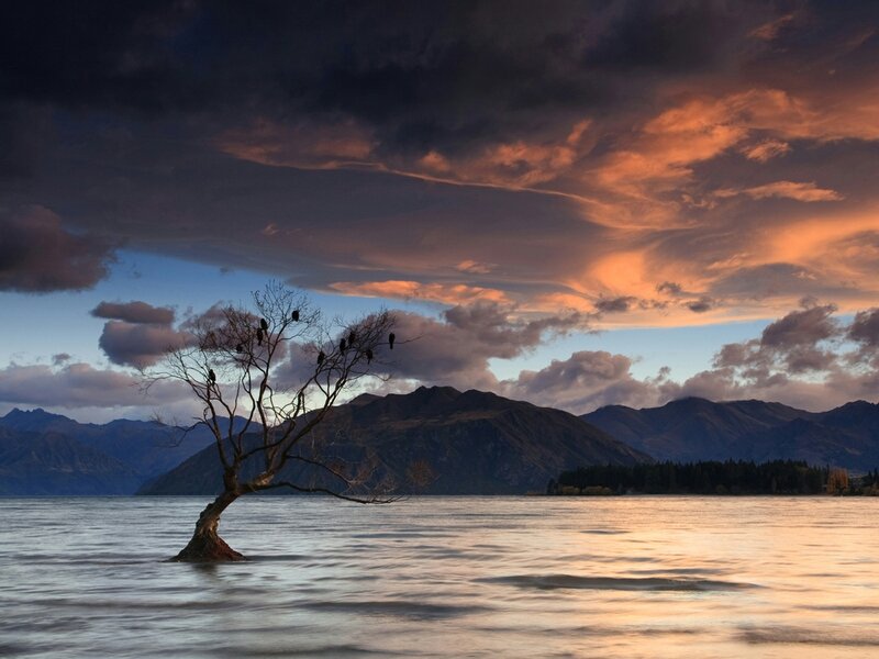 Lonely Tree in Lake — Orange, Dramatic