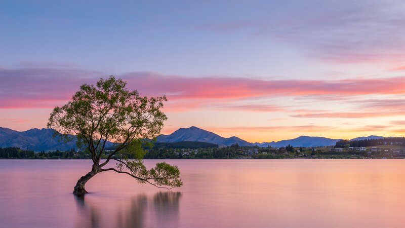 Lonely Tree in Lake — Pink, Serene, Sunset, Photograph