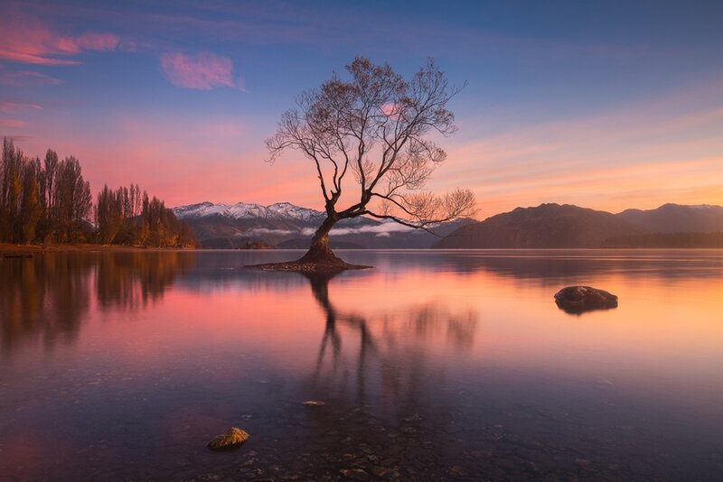 Lonely Tree in Lake — Pink, Serene, Sunset