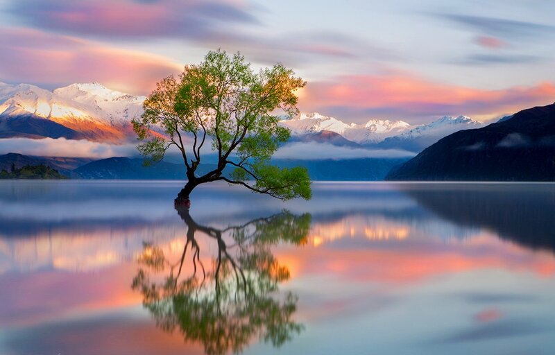 Lonely Tree in Lake — Pink, Serene