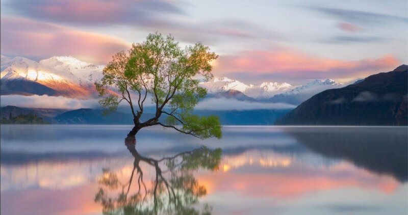 Lonely Tree in Lake — Pink