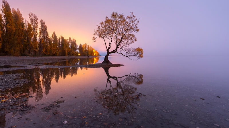 Lonely Tree in Lake — Purple, Serene