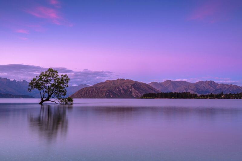 Lonely Tree in Lake — Purple
