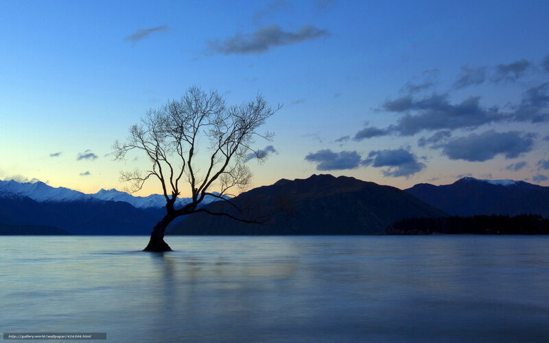 lonely tree in lake