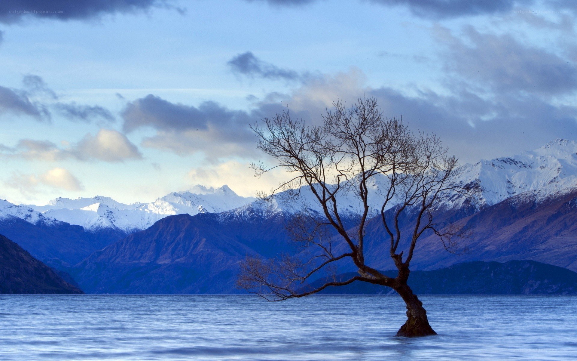 lonely tree in lake with mountains