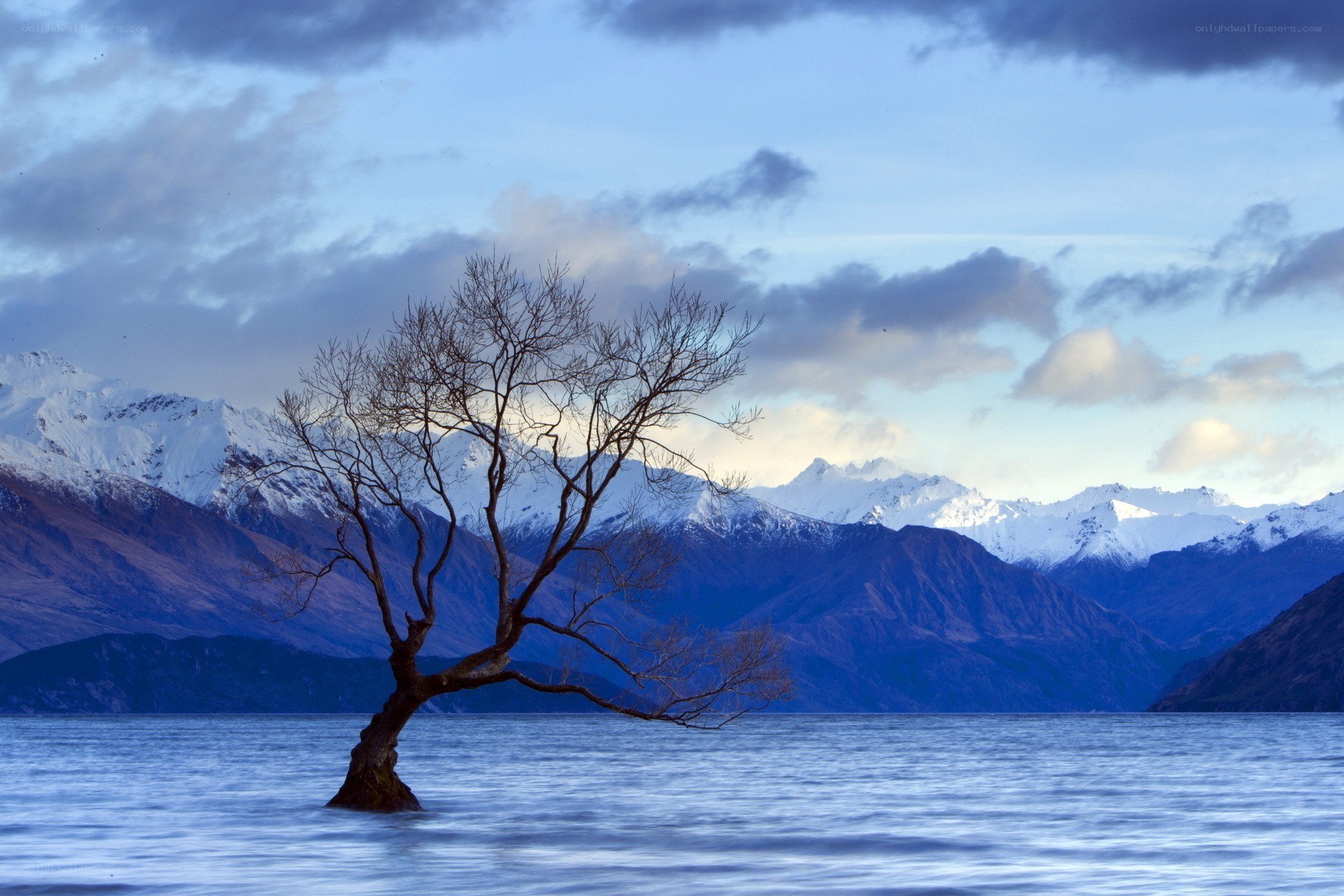 lonely tree in lake with mountains