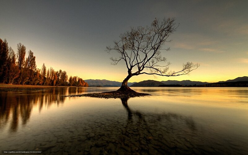 Lonely Tree in Lake — Yellow