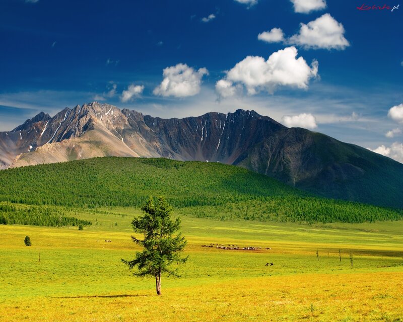 Lonely Tree in Meadow