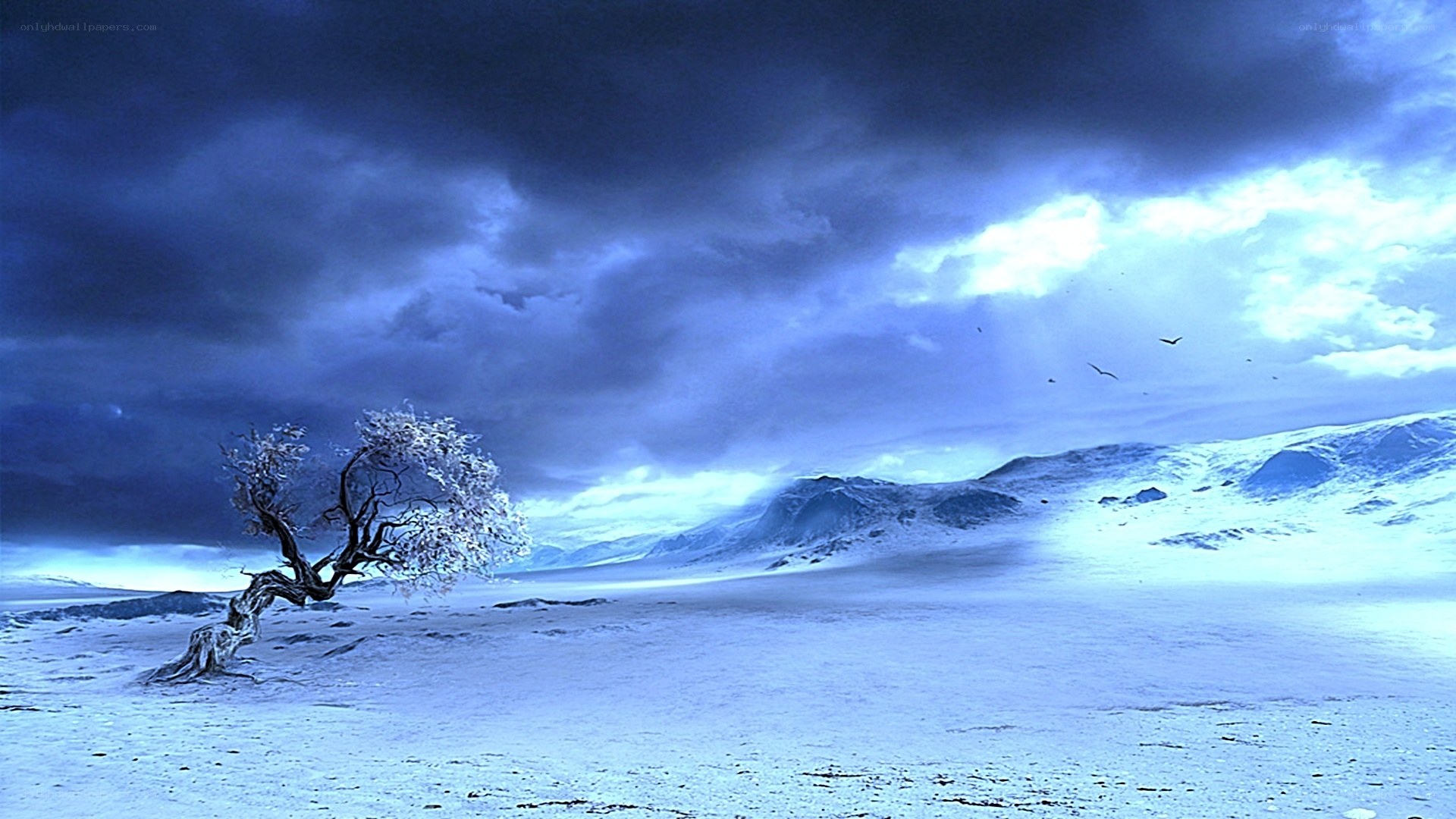 lonely tree in snowy landscape