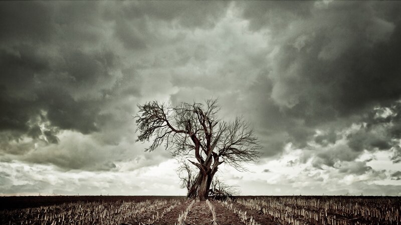 lonely tree in stormy field
