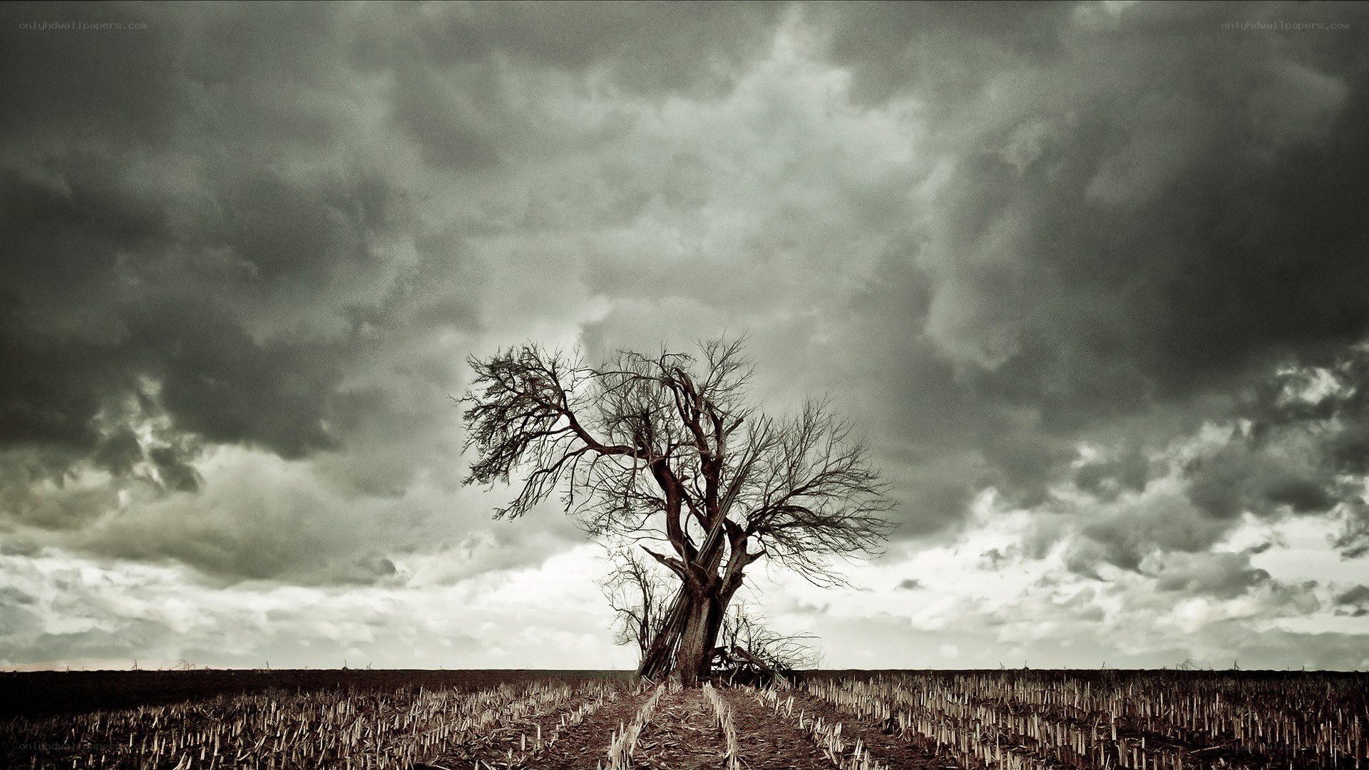 lonely tree in stormy field
