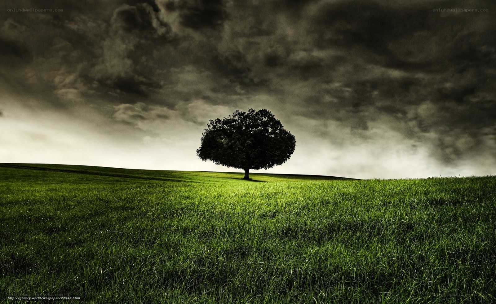 lonely tree in stormy field