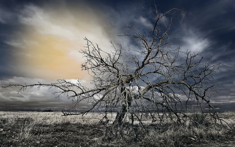 lonely tree in stormy sky