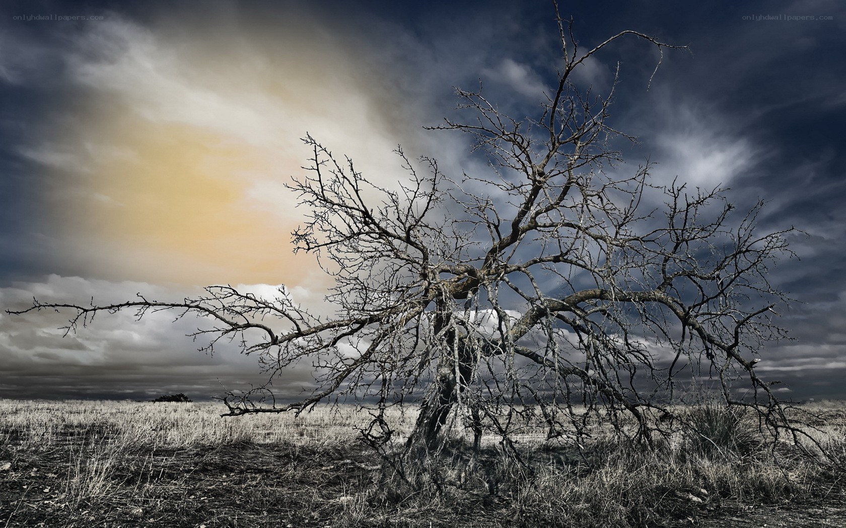 lonely tree in stormy sky