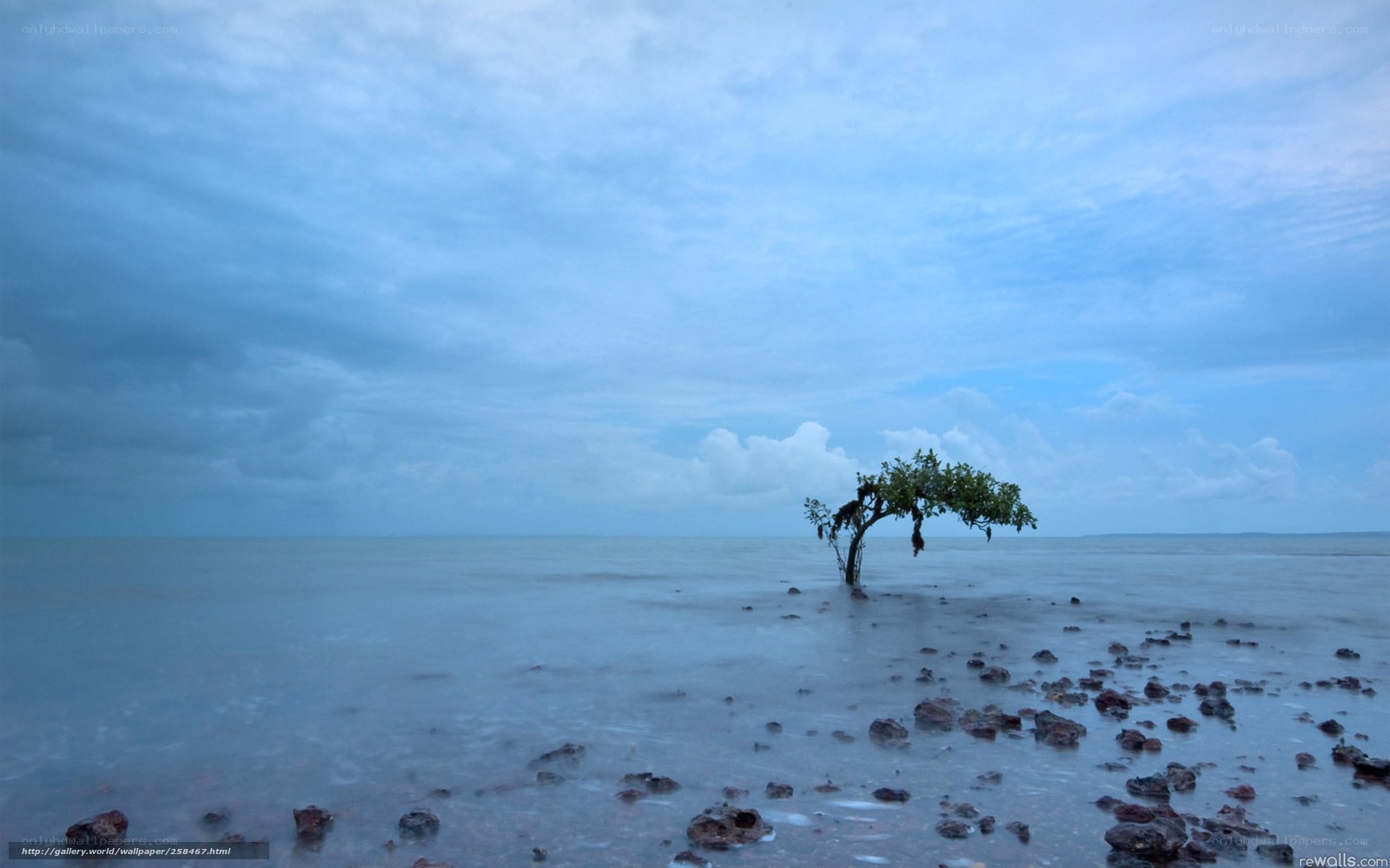 lonely tree in the sea