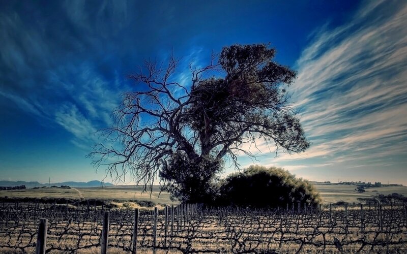 Lonely Tree in Vineyard