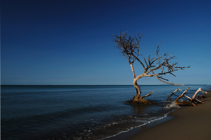 lonely tree on a beach