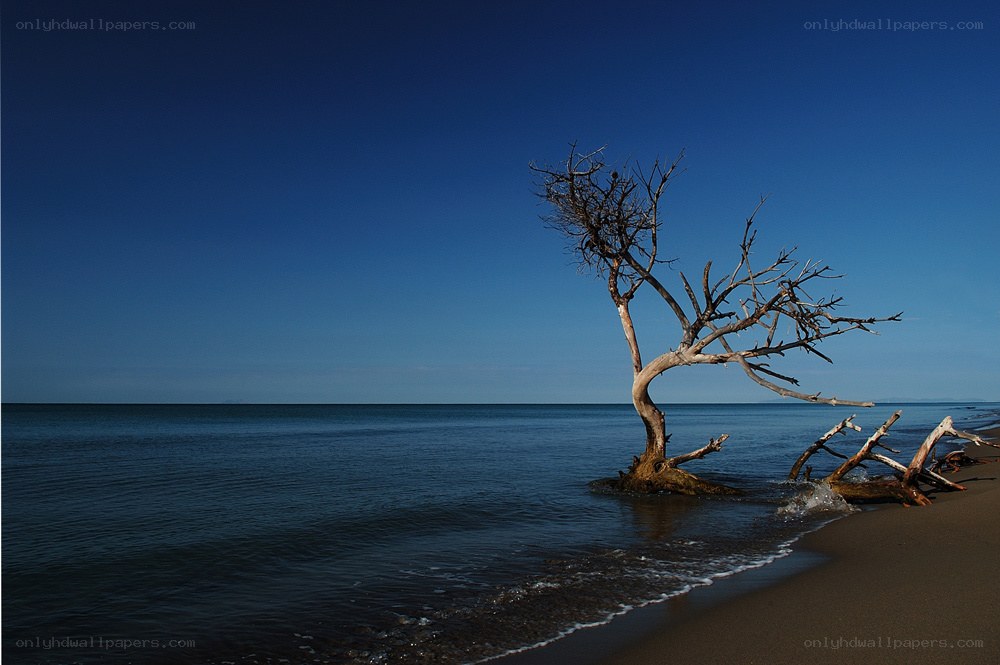 lonely tree on a beach