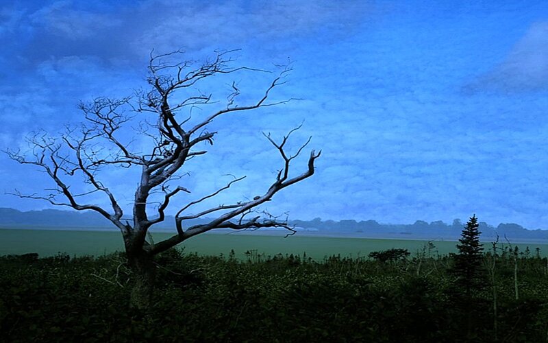 lonely tree on a blue day