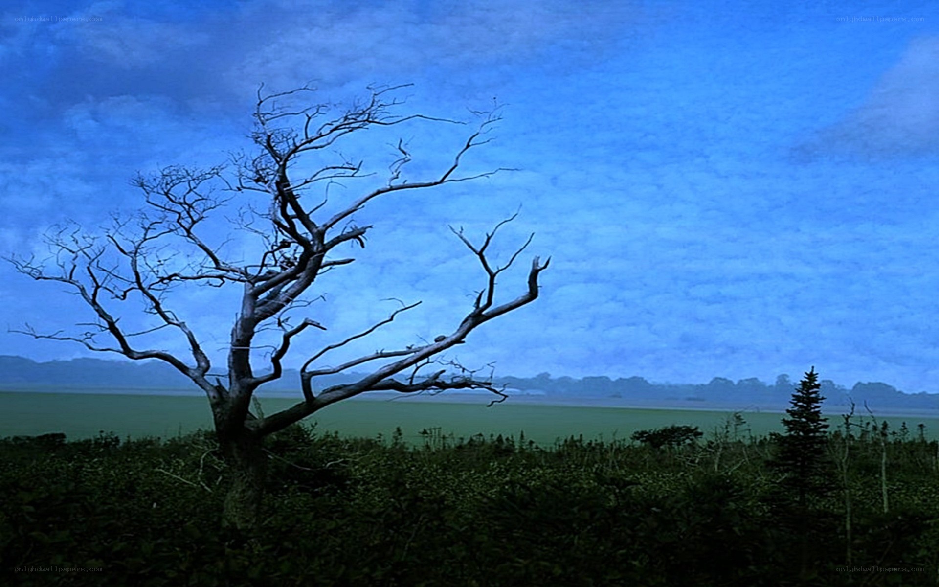 lonely tree on a blue day