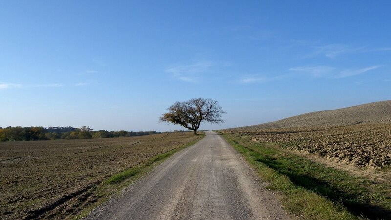 lonely tree on a country road