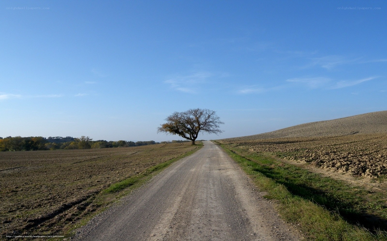 lonely tree on a country road